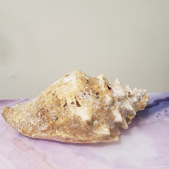 Queen Conch Shell - Picture 5 of 6